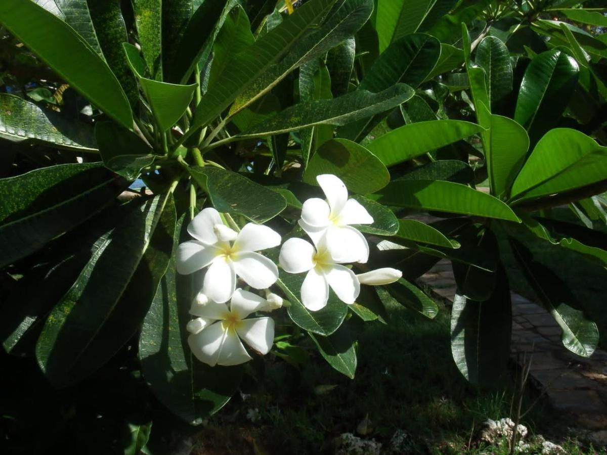 Fred Hunter Villa Tiwi Екстериор снимка